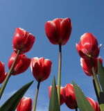 Flowermountain