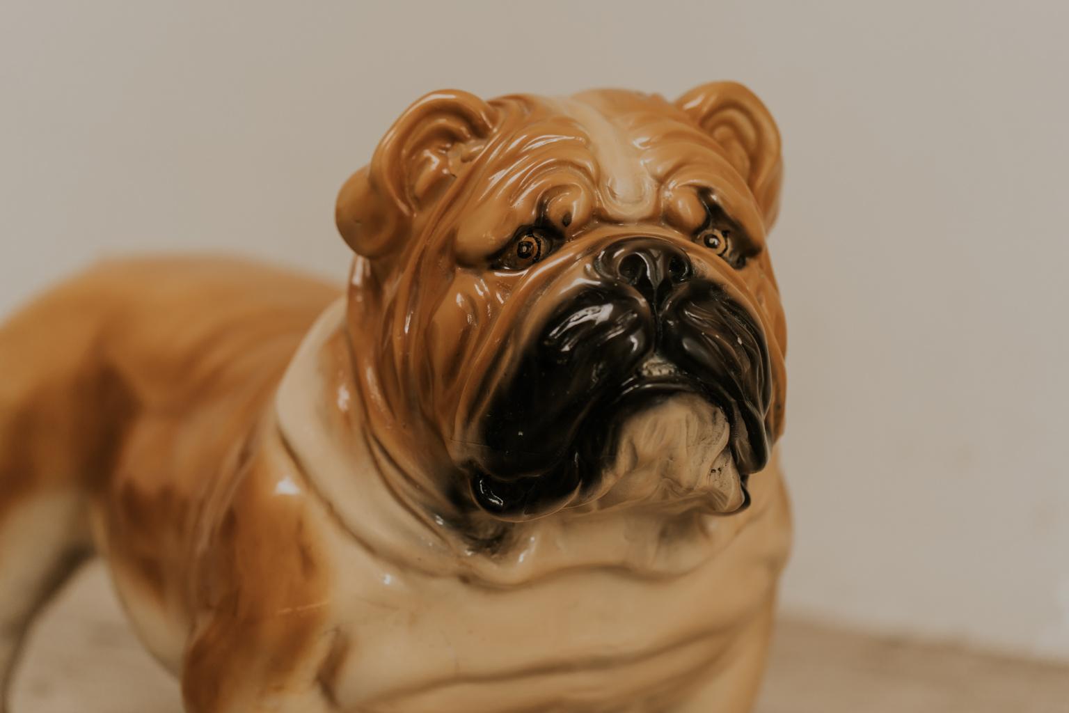 Fine details on the amusing life-size bulldog, fairly heavy, made in terracotta and finished with a glazed ceramic. The facial expression is very good.