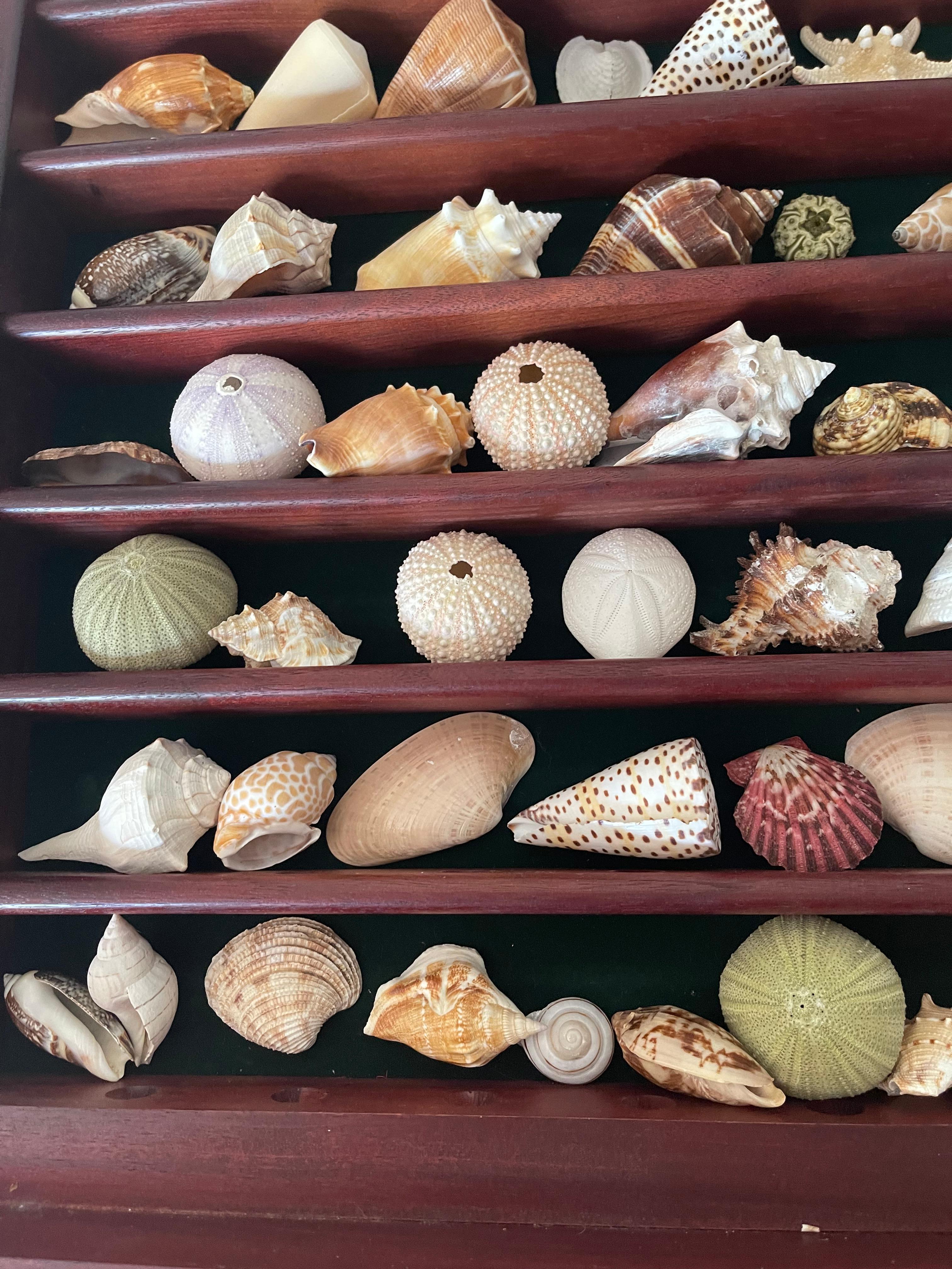 Fabulous Natures Beauty Marine Specimens Sea Shells Collection Vitrine For Sale 4