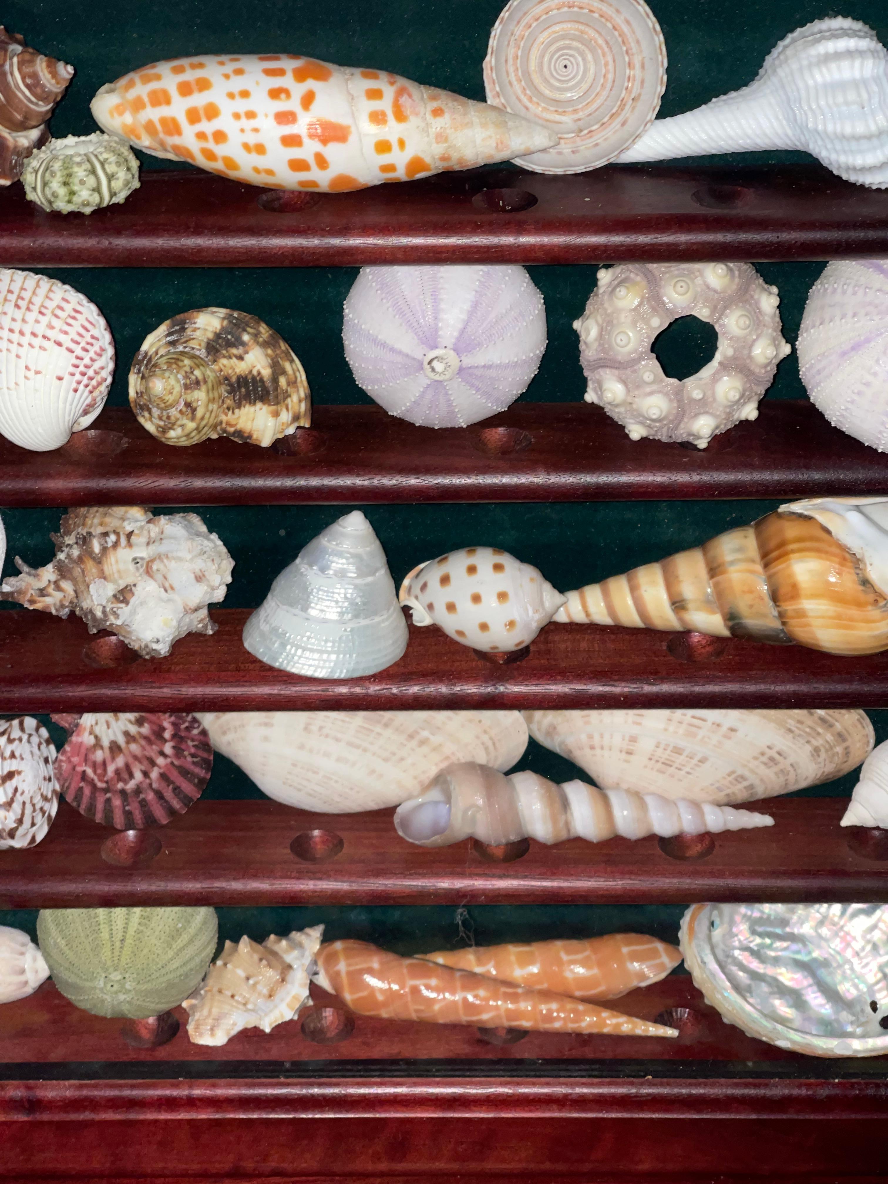 Fabulous Natures Beauty Marine Specimens Sea Shells Collection Vitrine For Sale 5