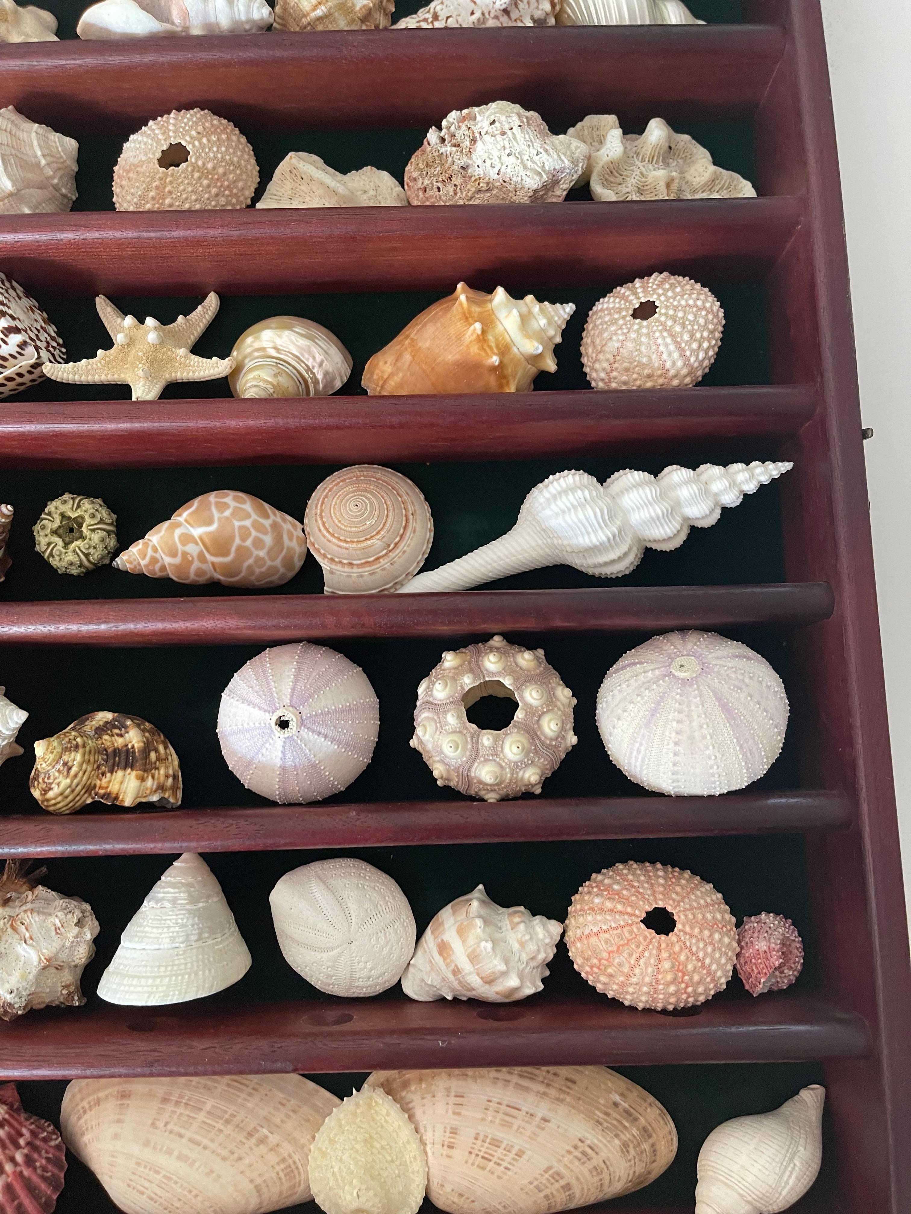 Fabulous Natures Beauty Marine Specimens Sea Shells Collection Vitrine For Sale 2