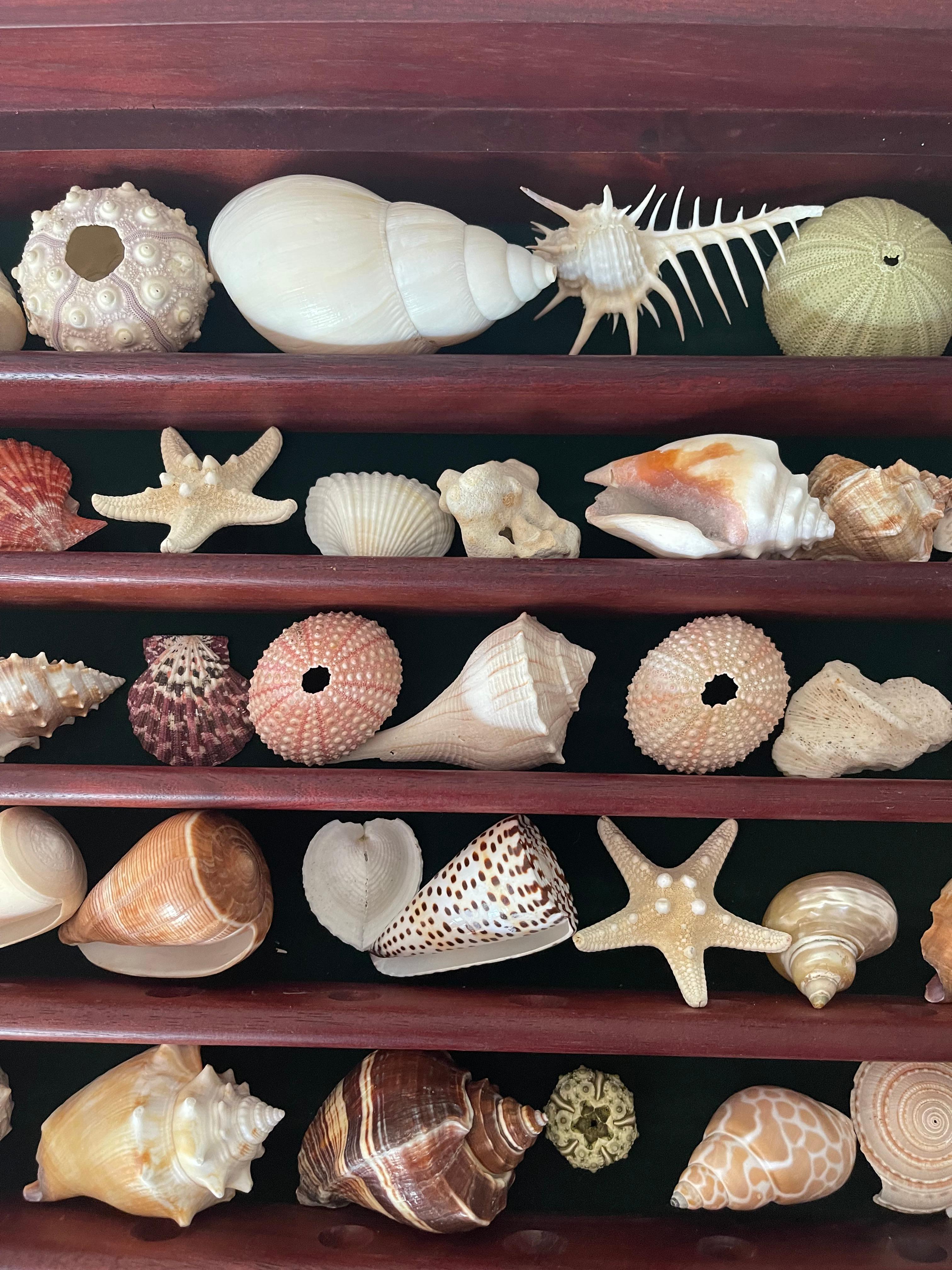 Fabulous Natures Beauty Marine Specimens Sea Shells Collection Vitrine For Sale 3