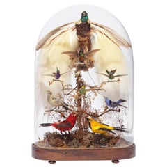Fabulous Victorian Taxidermy Dome with Taxidermy Bird-of-Paradise, 19th Century