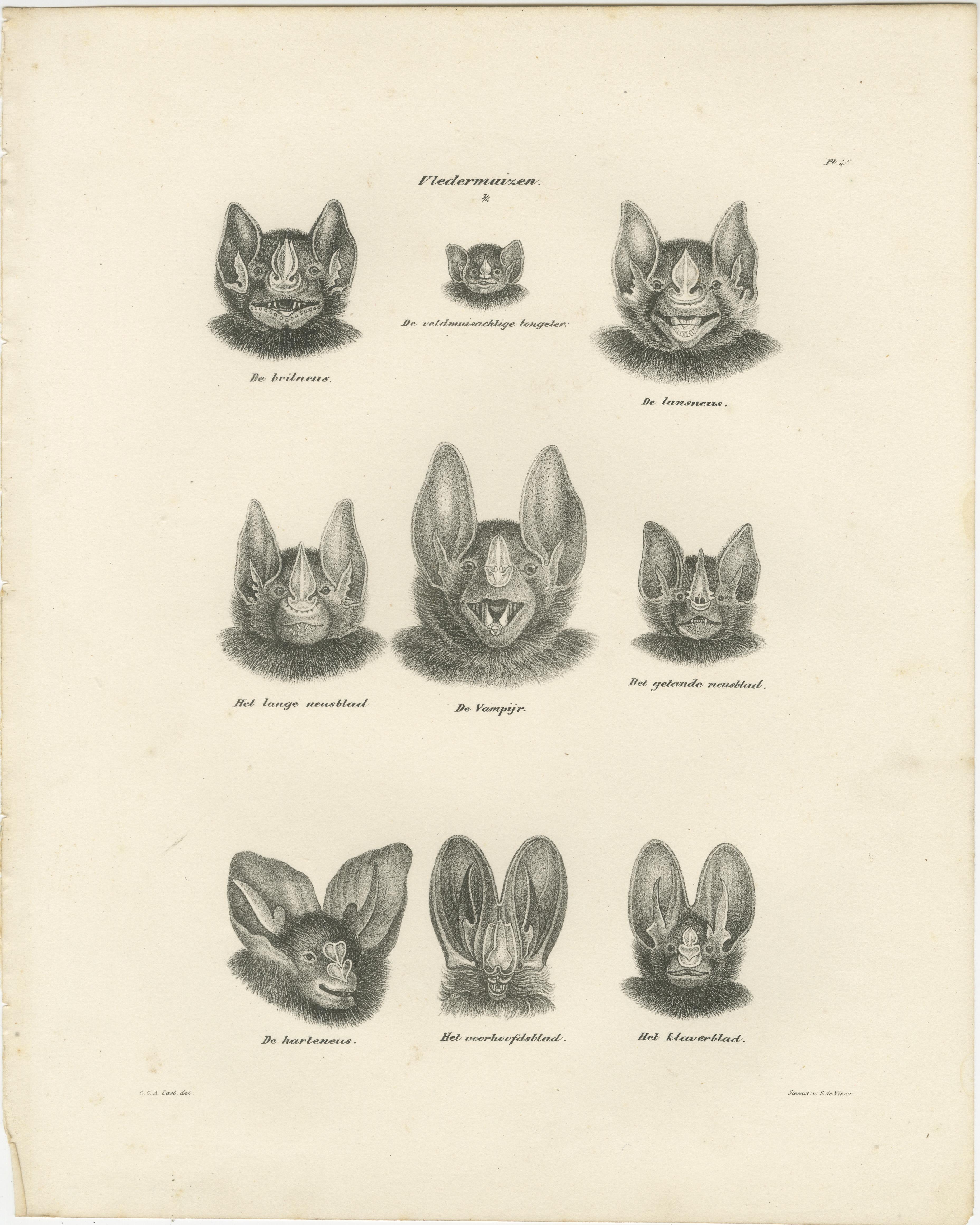 Diese beiden Lithografien zeigen detaillierte Gesichtsstudien von verschiedenen Fledermausarten. Sie stammen aus 
