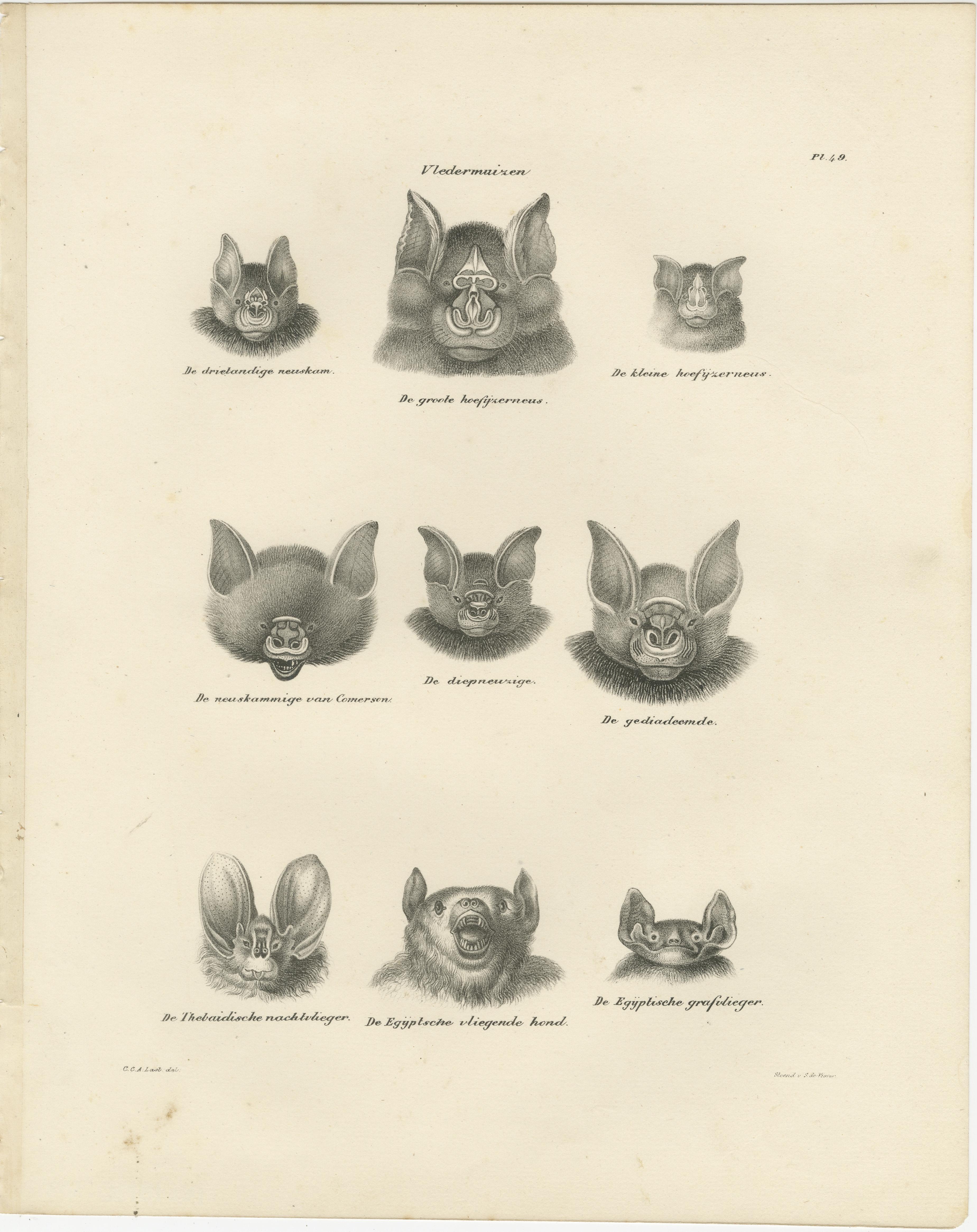Gesichtsstudien von Fledermäusen aus 'The Mammals' Natural History Lithographs, 1836 (Graviert) im Angebot