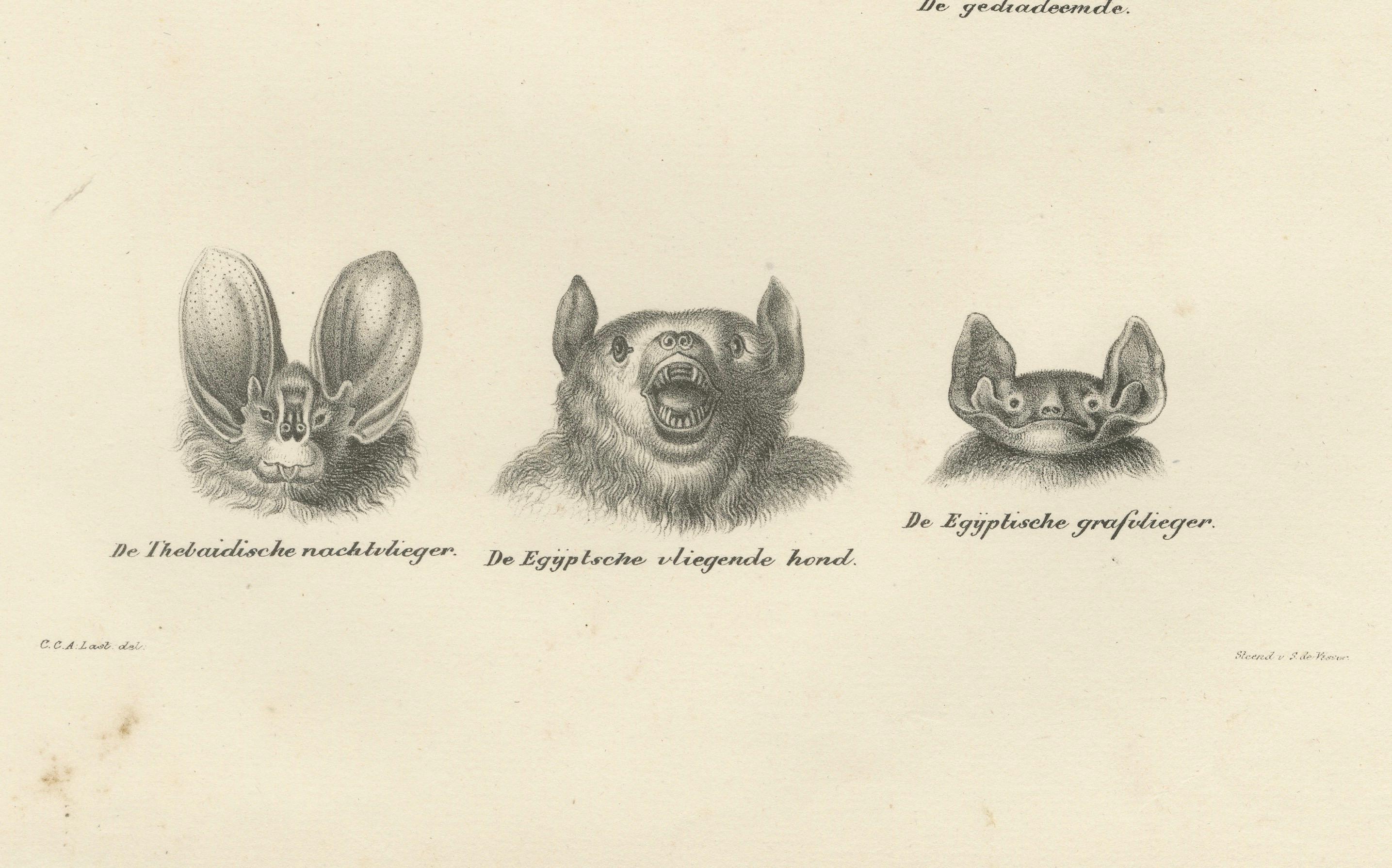 Gesichtsstudien von Fledermäusen aus 'The Mammals' Natural History Lithographs, 1836 im Zustand „Gut“ im Angebot in Langweer, NL