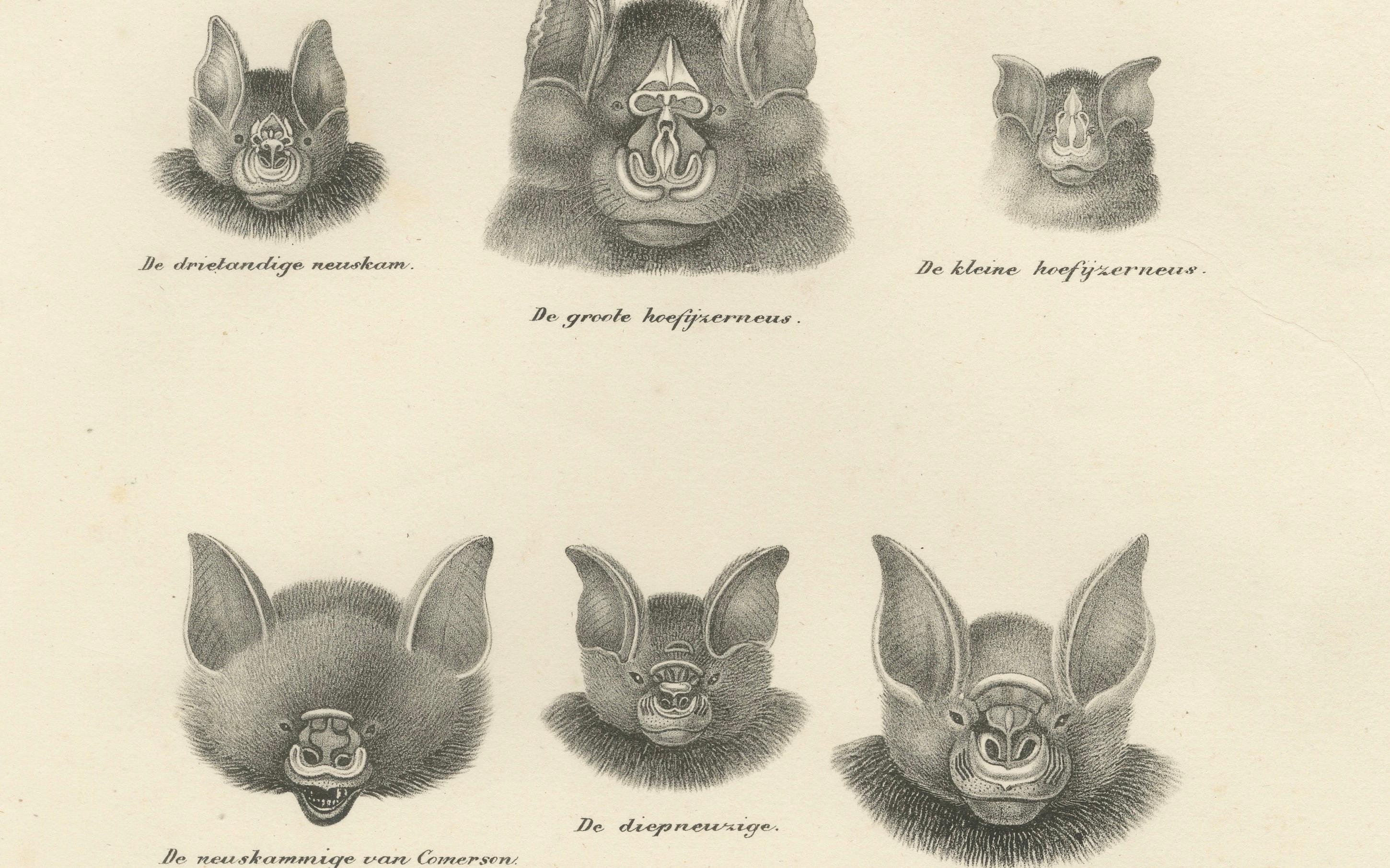 Gesichtsstudien von Fledermäusen aus 'The Mammals' Natural History Lithographs, 1836 (Mittleres 19. Jahrhundert) im Angebot