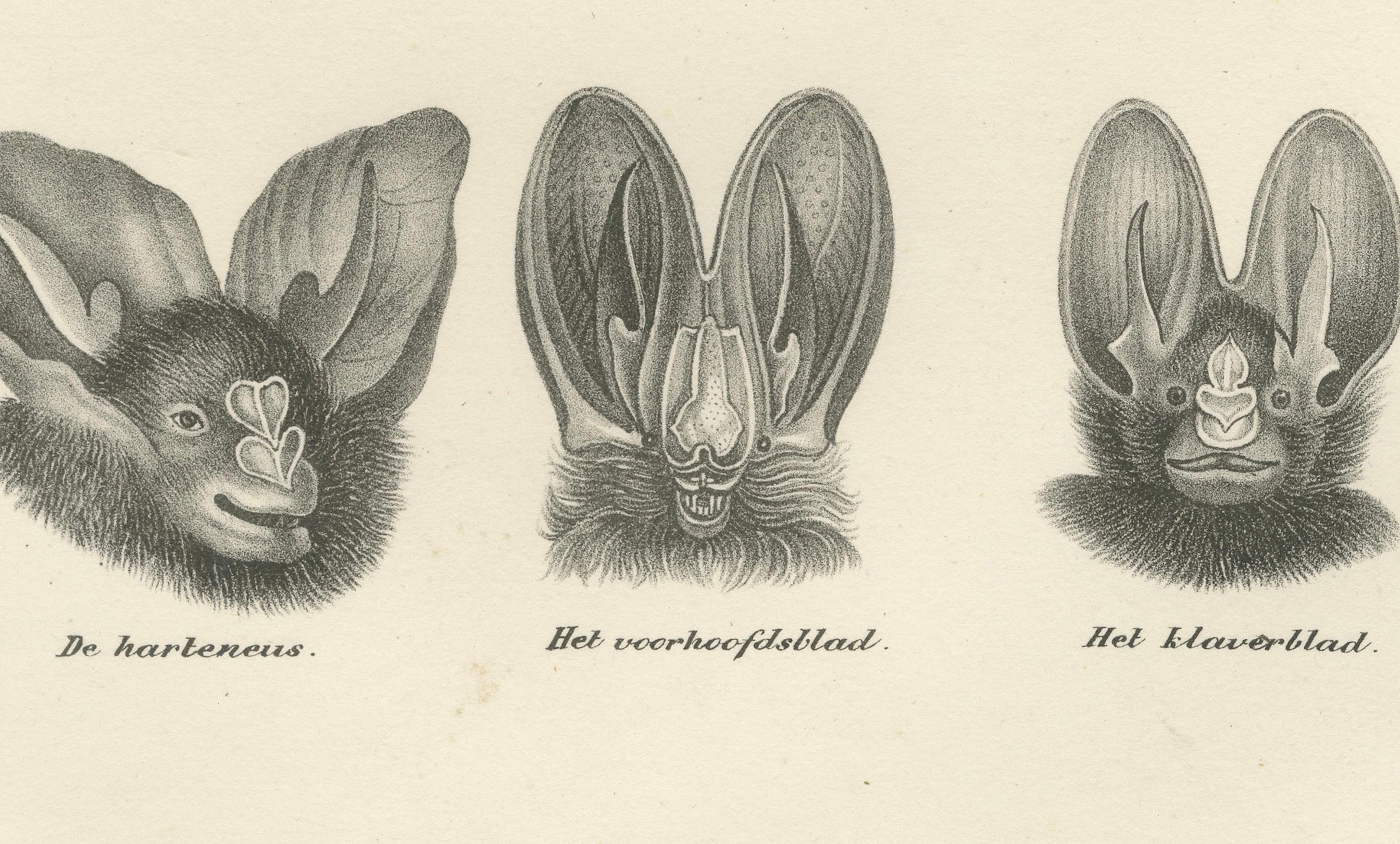 Gesichtsstudien von Fledermäusen aus 'The Mammals' Natural History Lithographs, 1836 (Papier) im Angebot