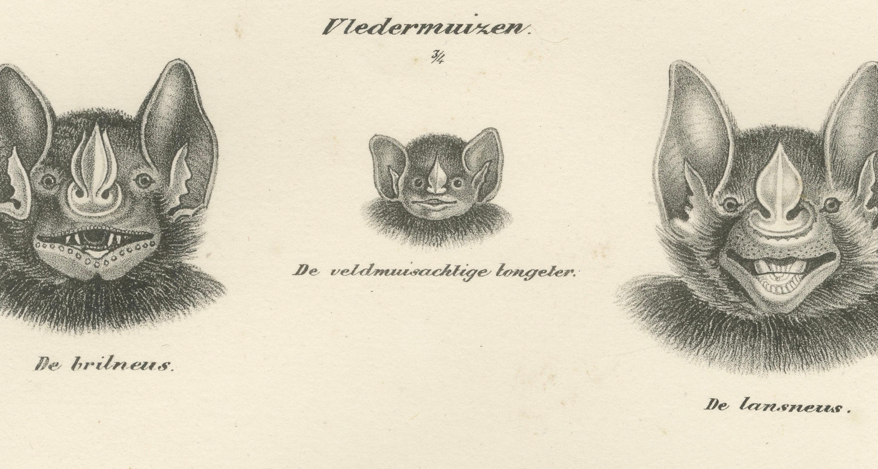 Gesichtsstudien von Fledermäusen aus 'The Mammals' Natural History Lithographs, 1836 im Angebot 1