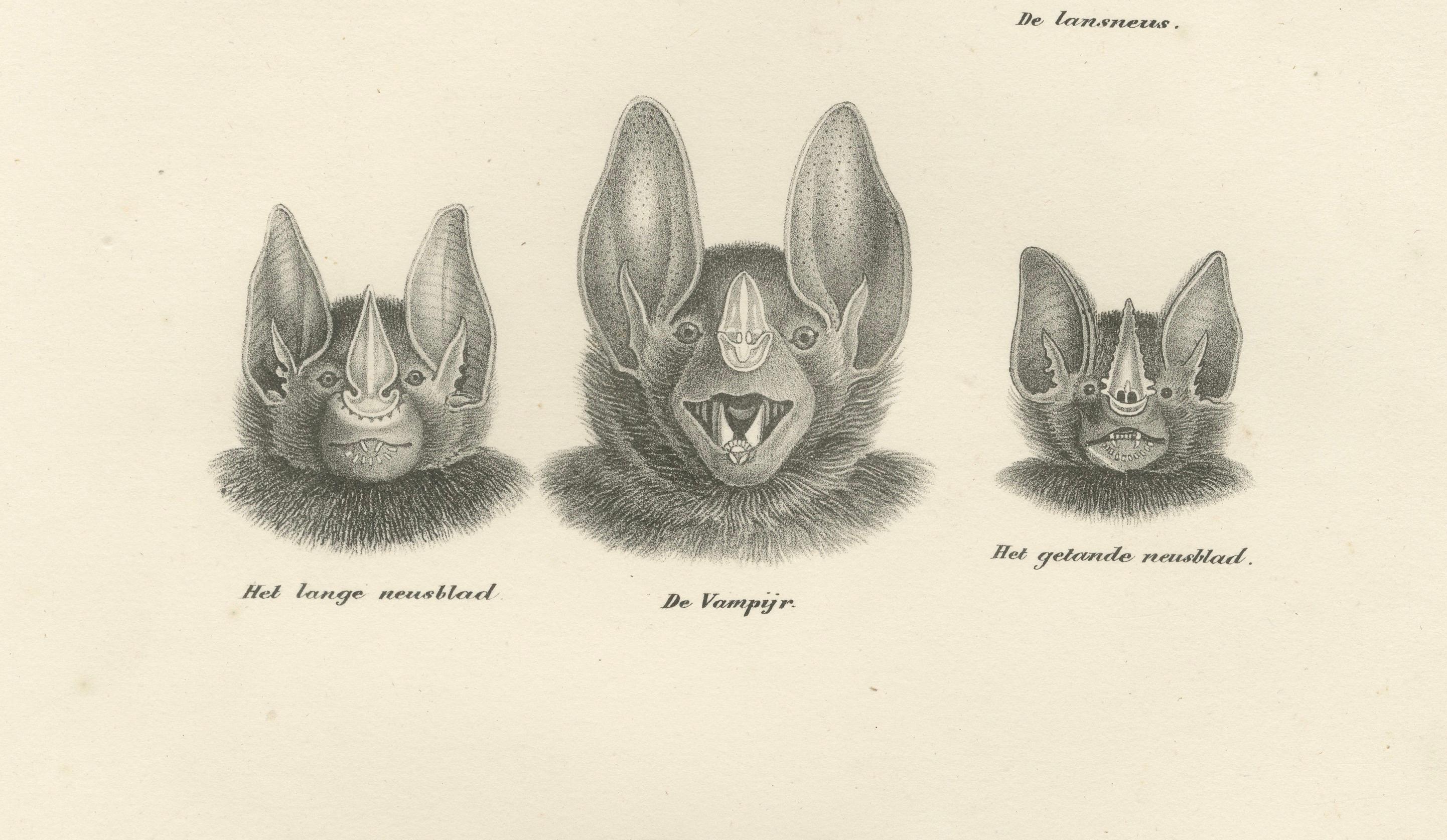 Gesichtsstudien von Fledermäusen aus 'The Mammals' Natural History Lithographs, 1836 im Angebot 2