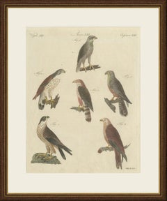 Falcons and Hawks including the Peregrine, Antique Bertuch Print, circa 1805