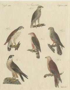 Falcons and Hawks including the Peregrine, Antique Bertuch Print, circa 1805