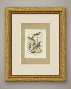 Falcons and Kestrels, Brazilian Bird Print, Descourtilz, 1944