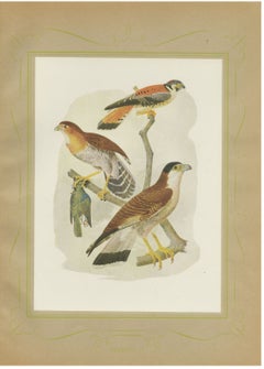 Falcons and Kestrels, Brazilian Bird Print, Descourtilz, 1944
