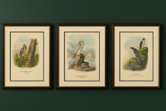 Falcons and Owls – Set of Three Antique Bird Prints, 19th Century c.1894