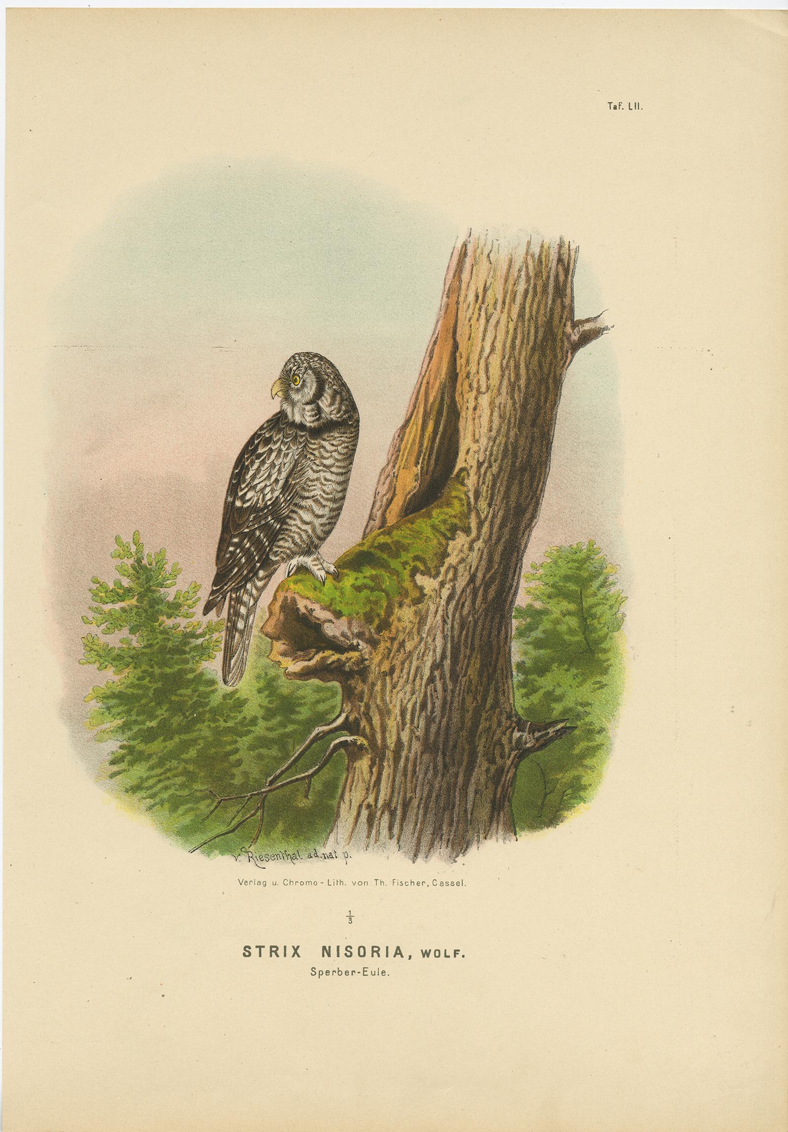Falken und Eulen - Satz von drei antiken Vogeldrucken, 19. Jahrhundert c.1894 (Deutsch) im Angebot