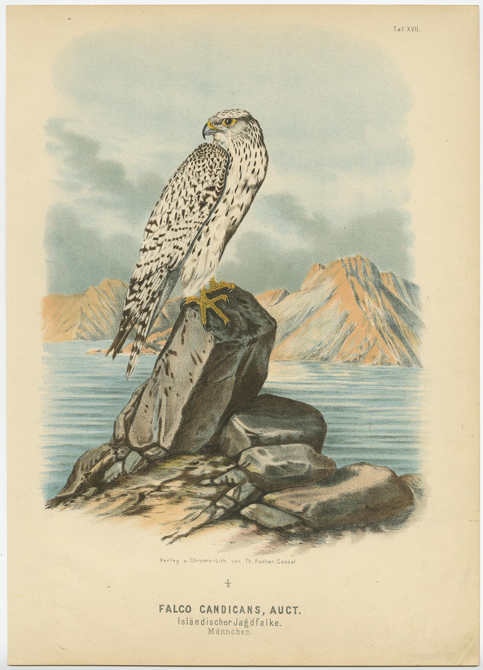 Falken und Eulen - Satz von drei antiken Vogeldrucken, 19. Jahrhundert c.1894 im Zustand „Gut“ im Angebot in Langweer, NL