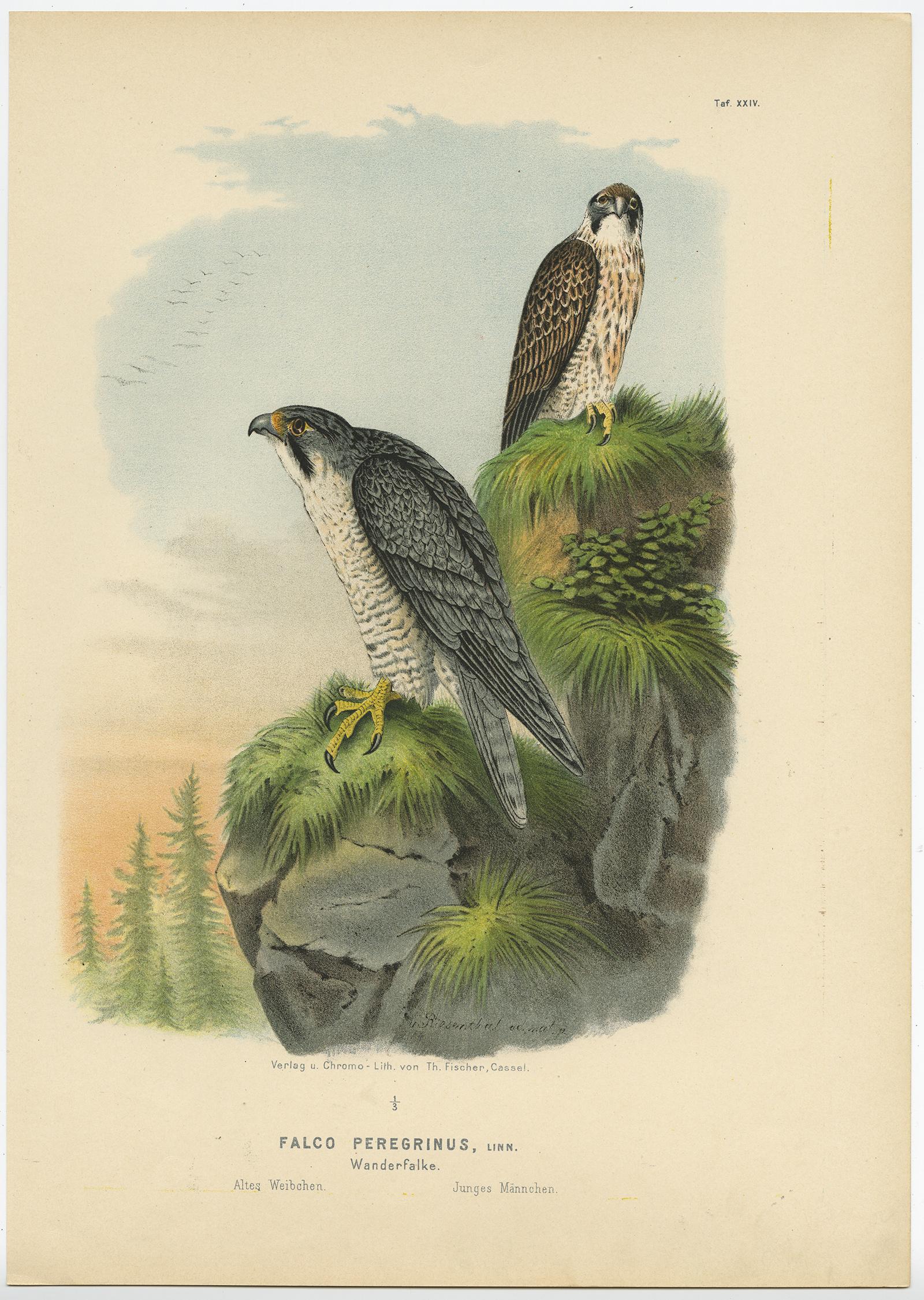 Falken und Eulen - Satz von drei antiken Vogeldrucken, 19. Jahrhundert c.1894 (Papier) im Angebot