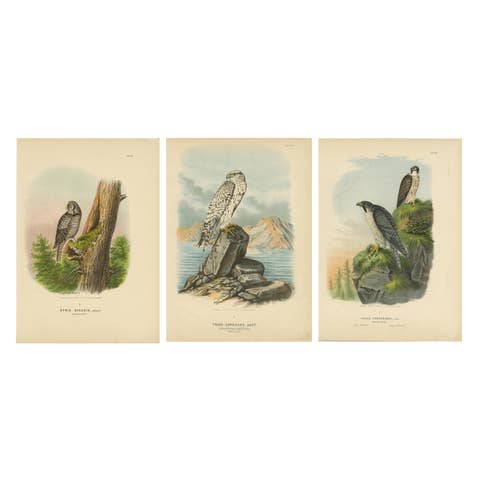 Falcons and Owls – Set of Three Antique Bird Prints, 19th Century c.1894