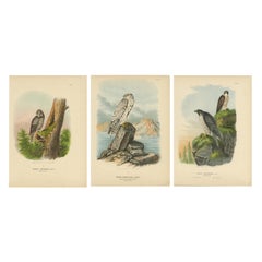 Prints