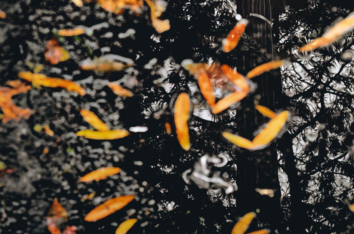 American “Fallen Butterflies” Limited Edition Photograph by Cuco de Frutos
