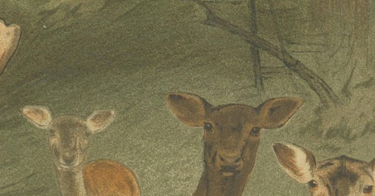 Fallow Deer – Antique European Wildlife Chromolithograph, 1894