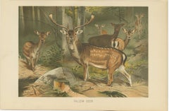 Fallow Deer – Antique European Wildlife Chromolithograph, 1894