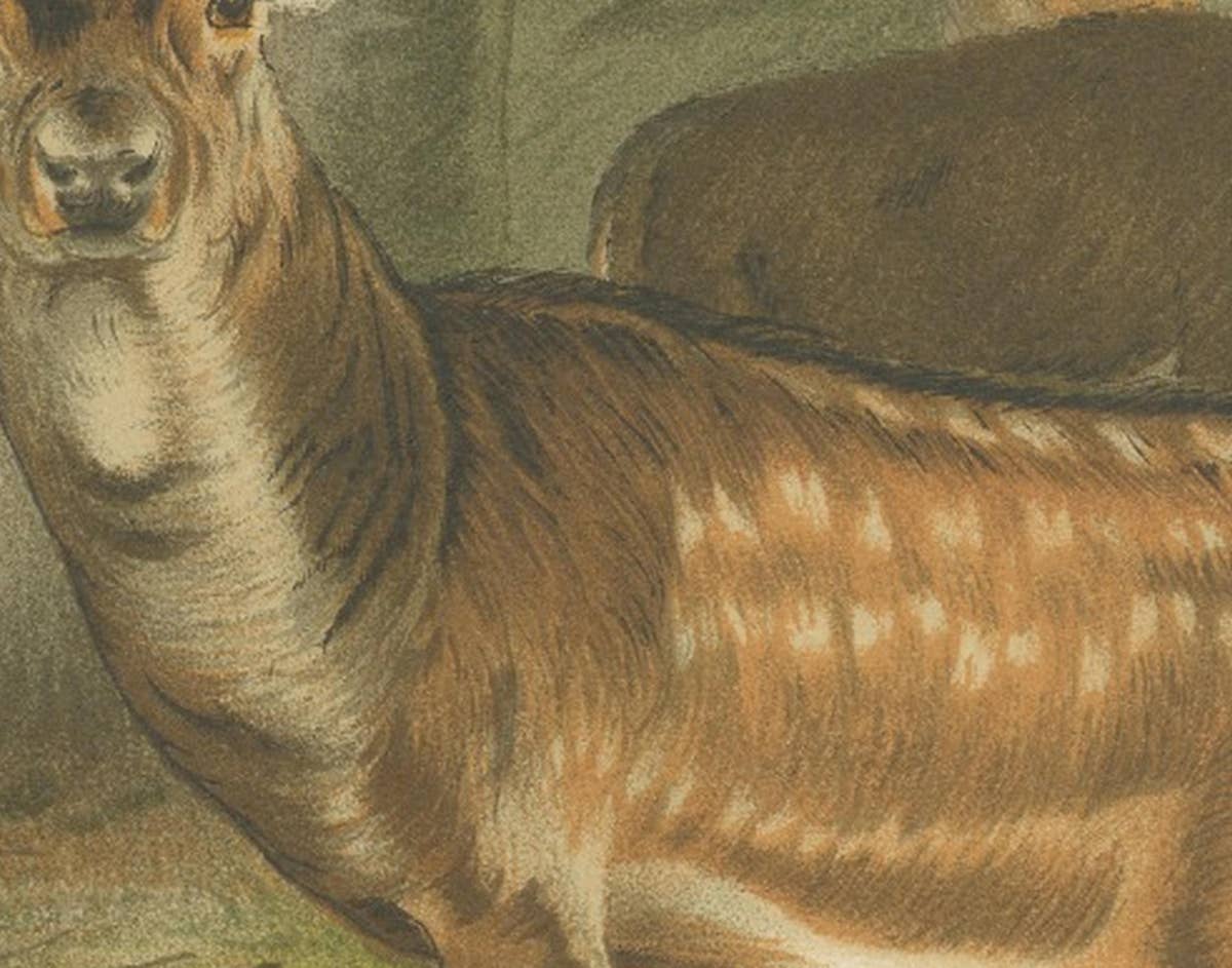 Fallow Deer – Antique European Wildlife Chromolithograph, 1894