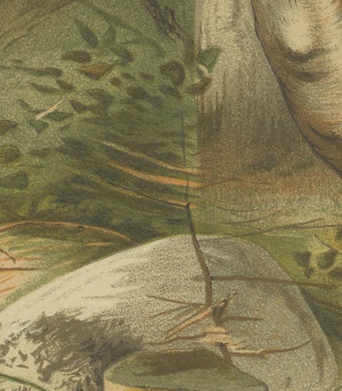 Fallow Deer – Antique European Wildlife Chromolithograph, 1894
