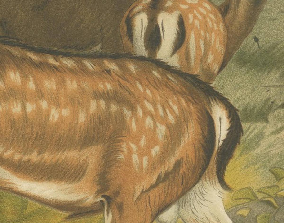 Fallow Deer – Antique European Wildlife Chromolithograph, 1894