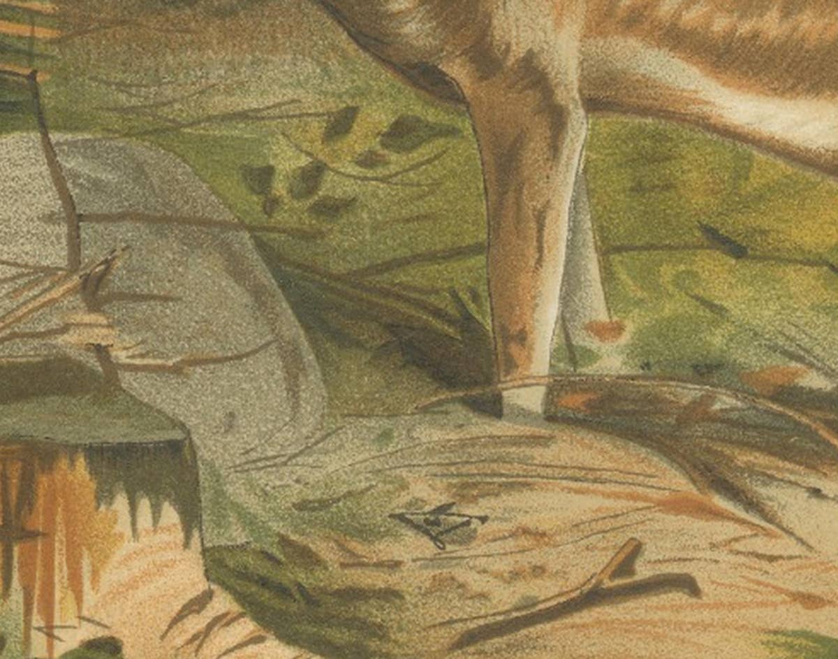 Fallow Deer – Antique European Wildlife Chromolithograph, 1894