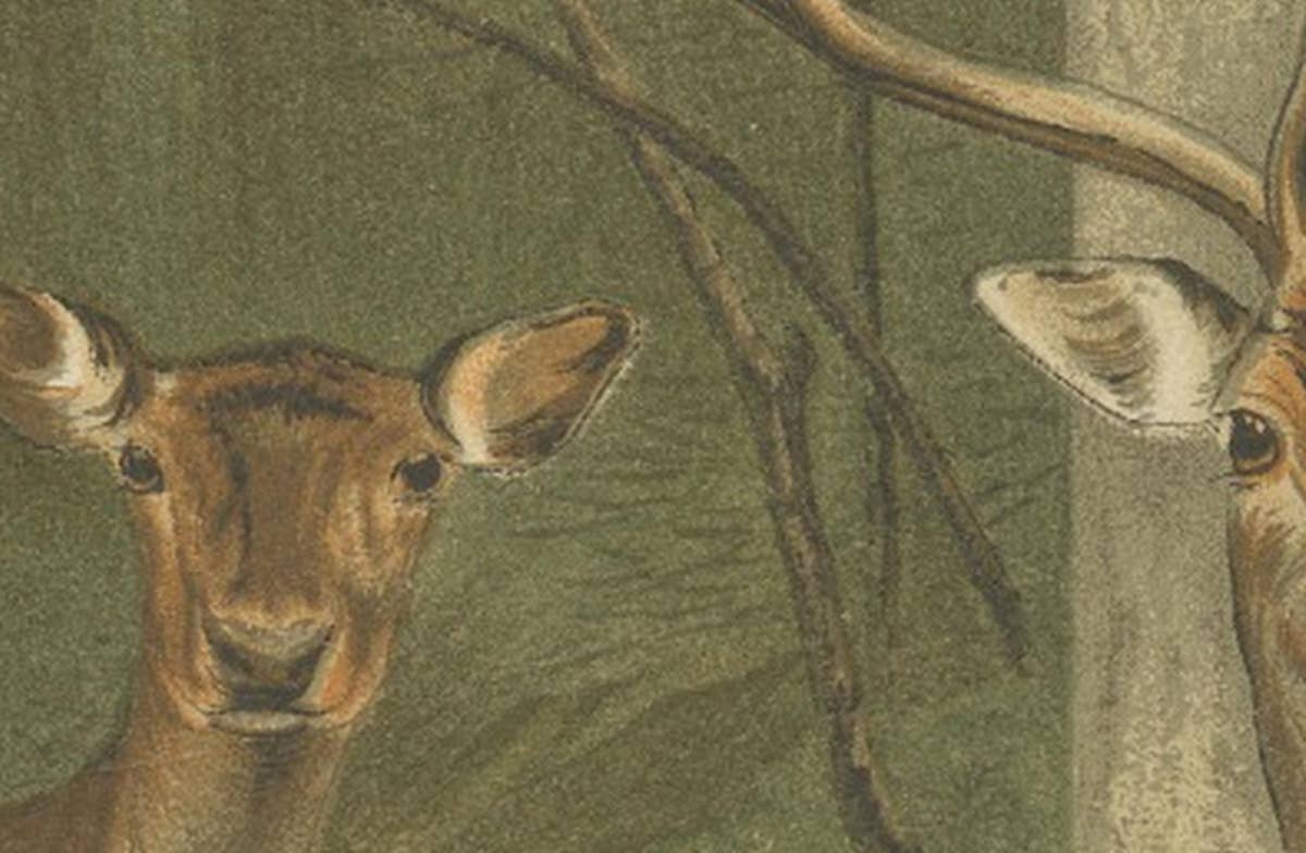 Fallow Deer – Antique European Wildlife Chromolithograph, 1894