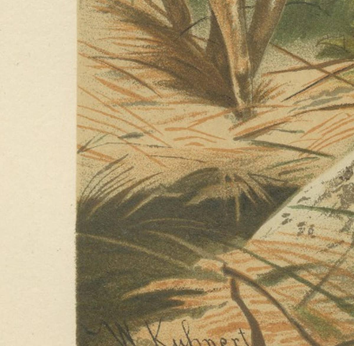 Fallow Deer – Antique European Wildlife Chromolithograph, 1894