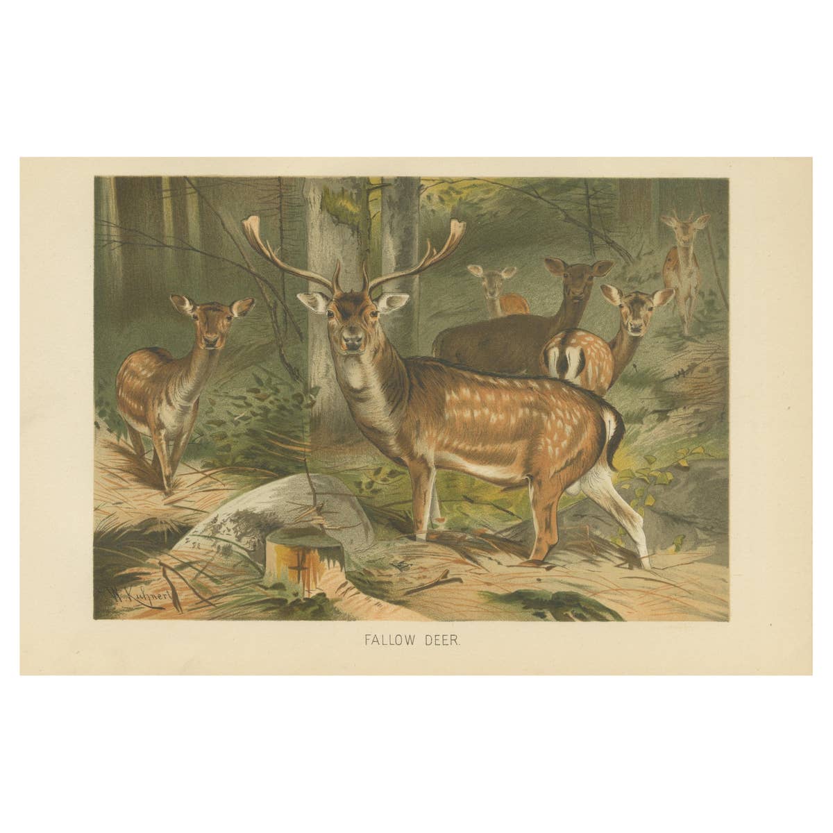 Fallow Deer – Antique European Wildlife Chromolithograph, 1894
