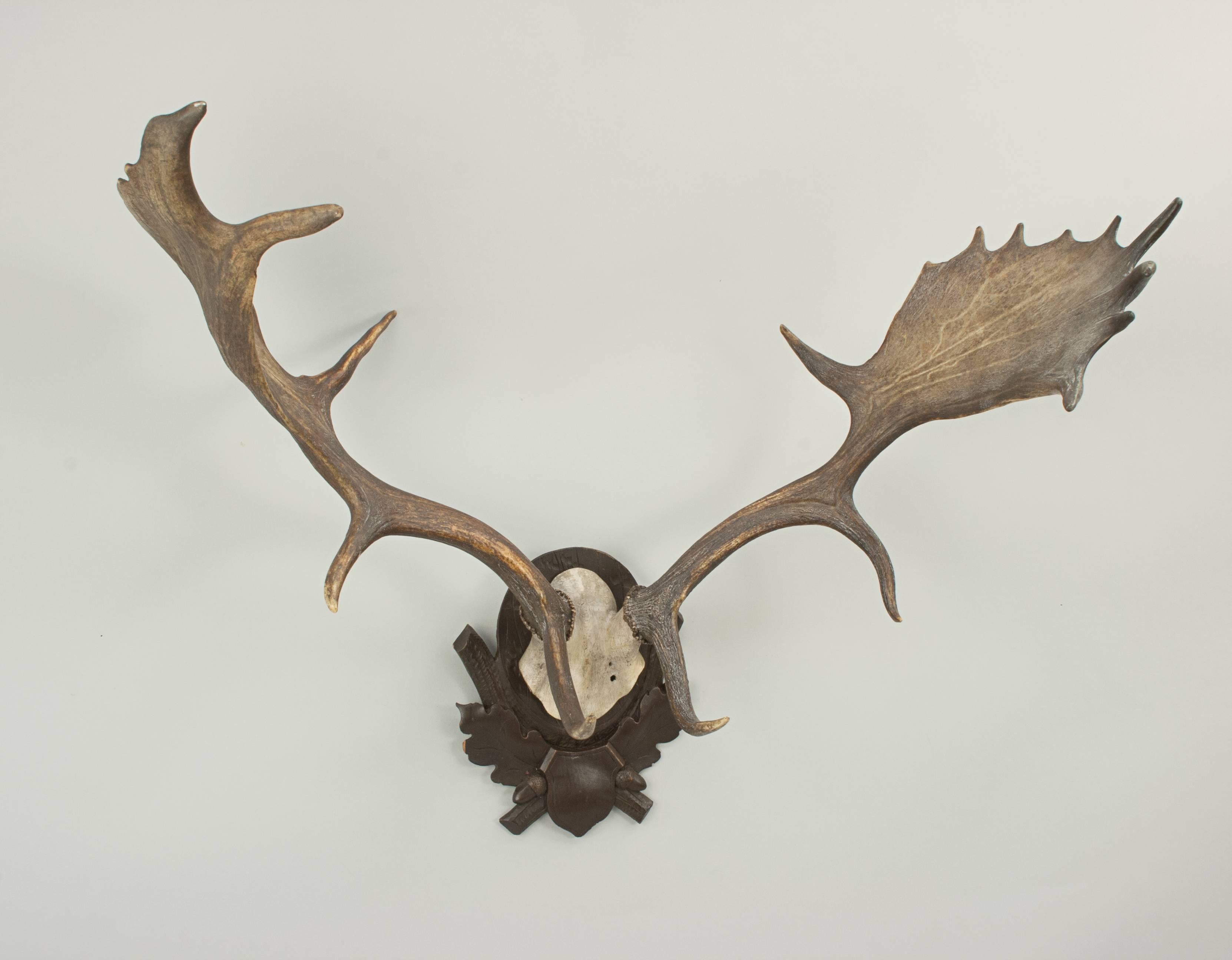 Vintage taxidermy, antlers on shield.
A prepared set of fallow deer antlers with scull cap mounted on a well carved Black Forrest shield with oak leaves and acorns. The taxidermist is unknown.