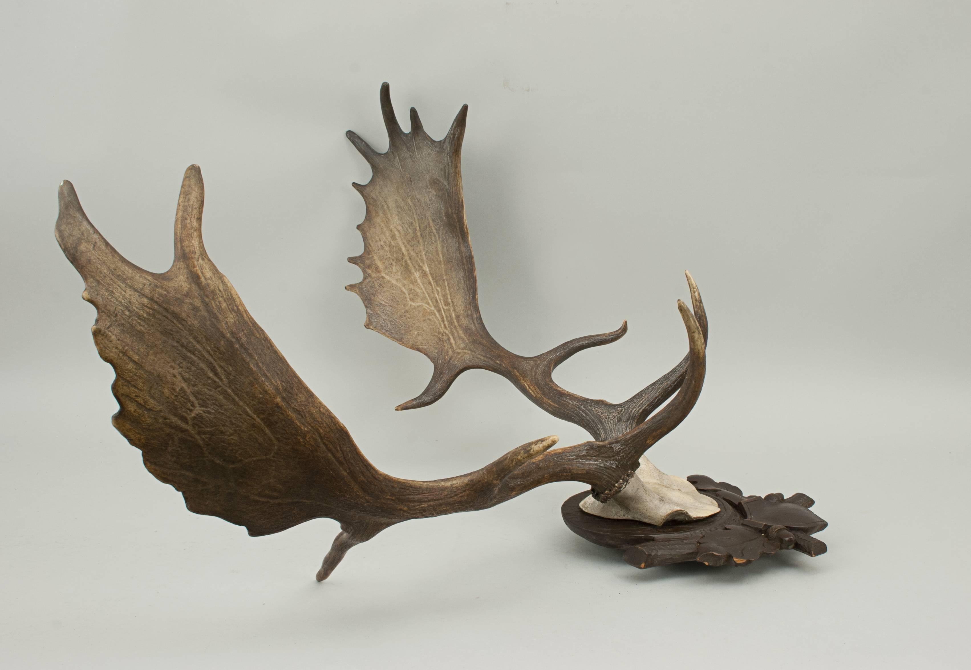 Fallow Deer Antlers on Shield In Good Condition In Oxfordshire, GB