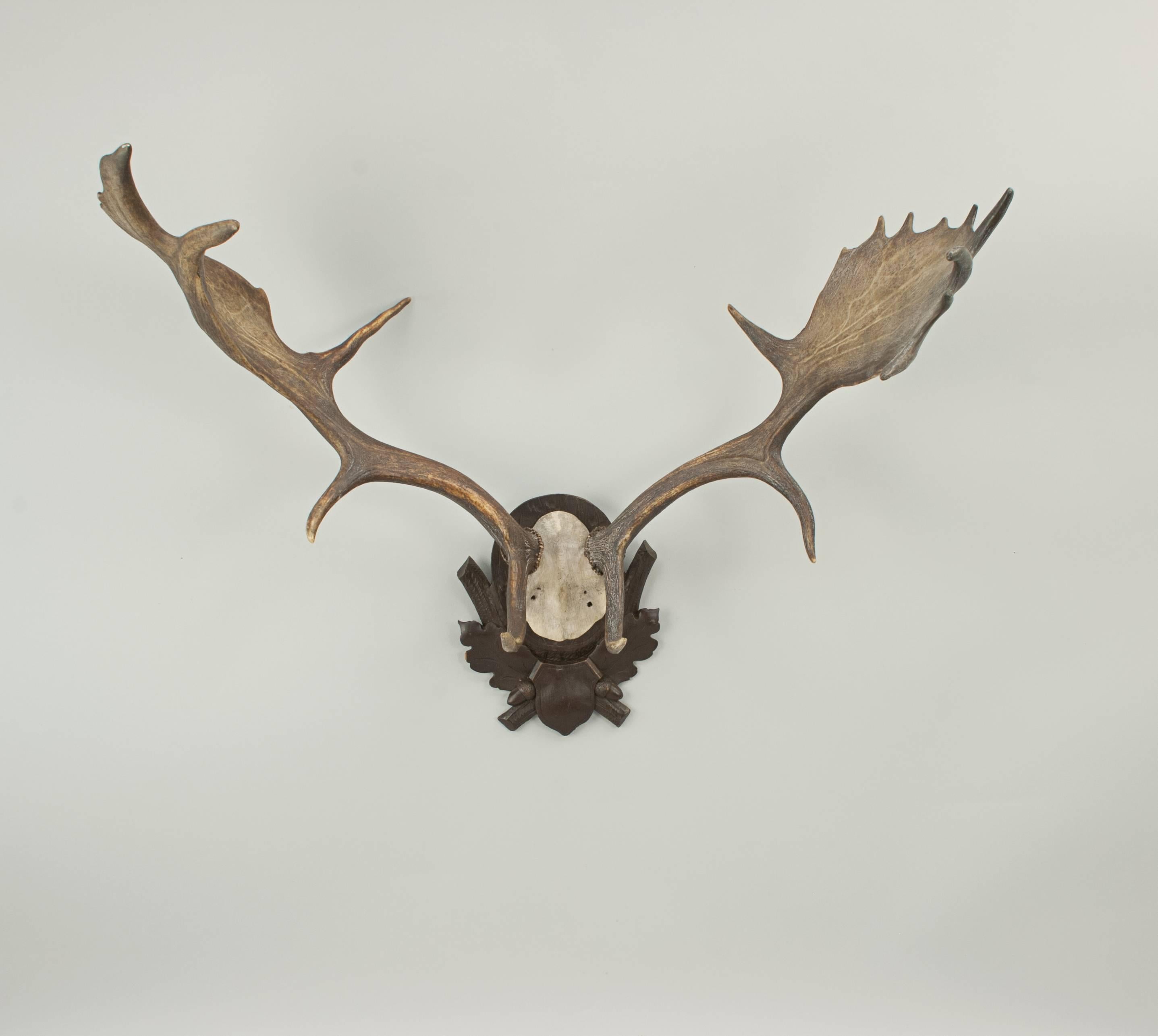 Mid-20th Century Fallow Deer Antlers on Shield