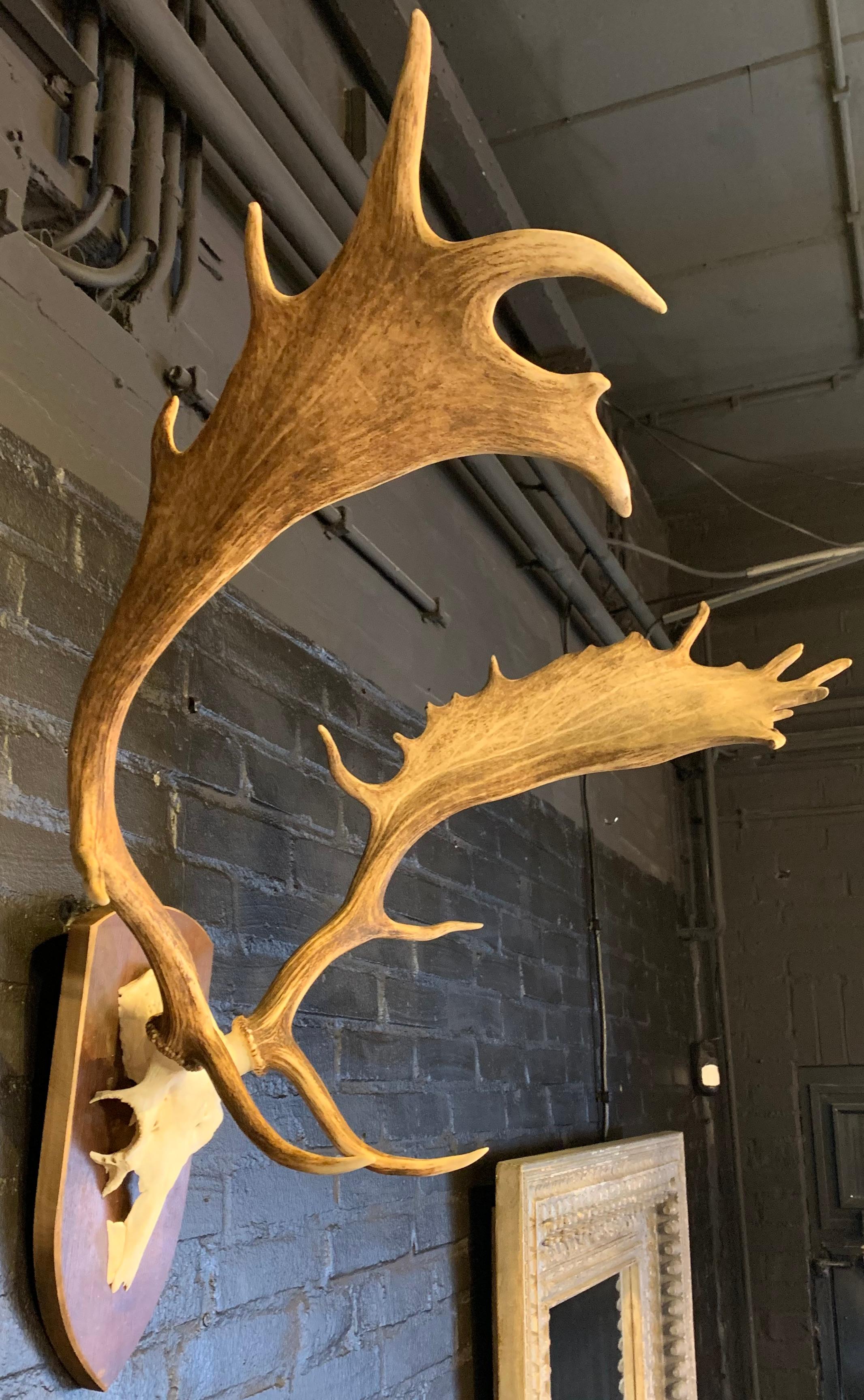 Nice pair of fallow deer antlers mounted on a wooden wall mount base.