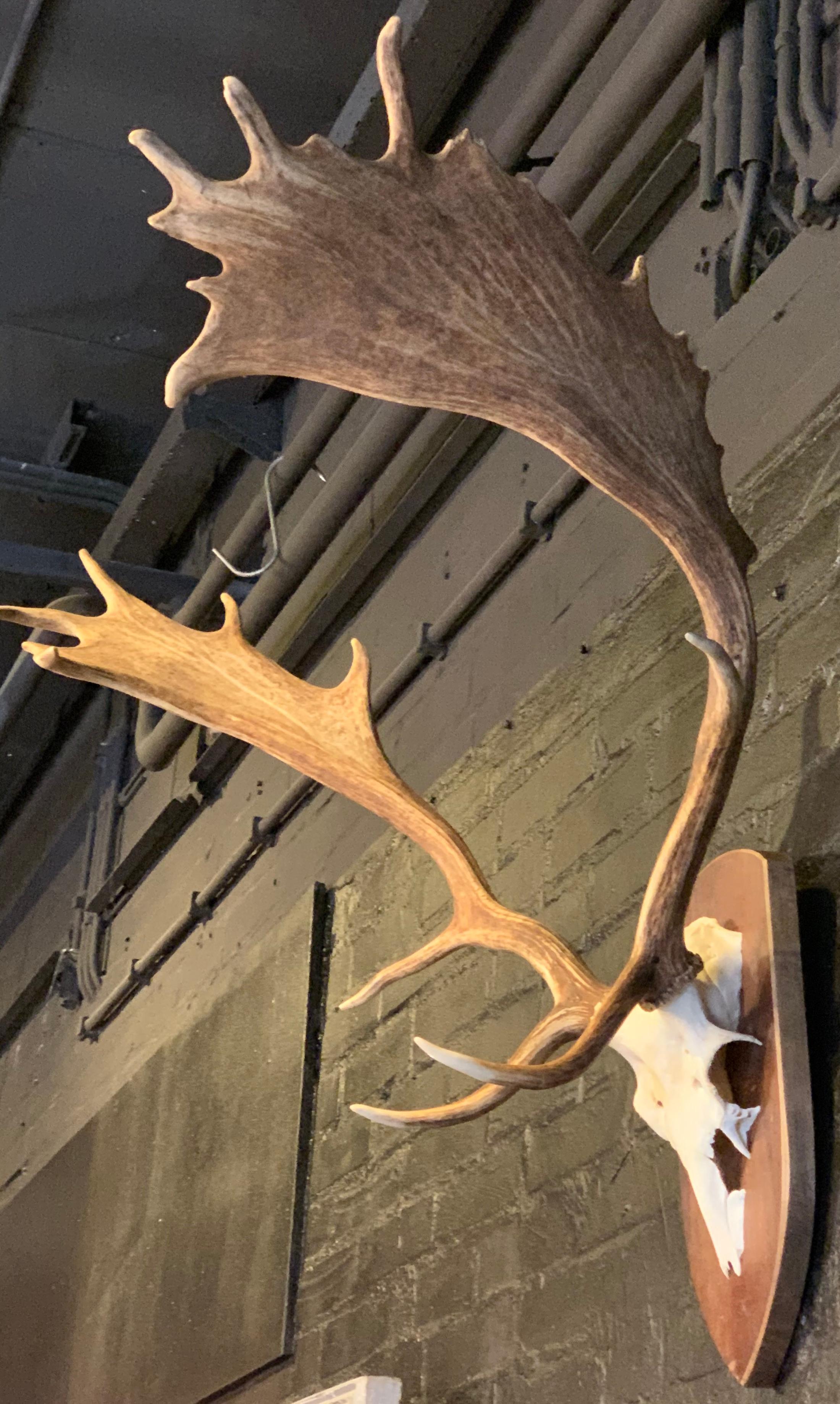 fallow deer antlers for sale