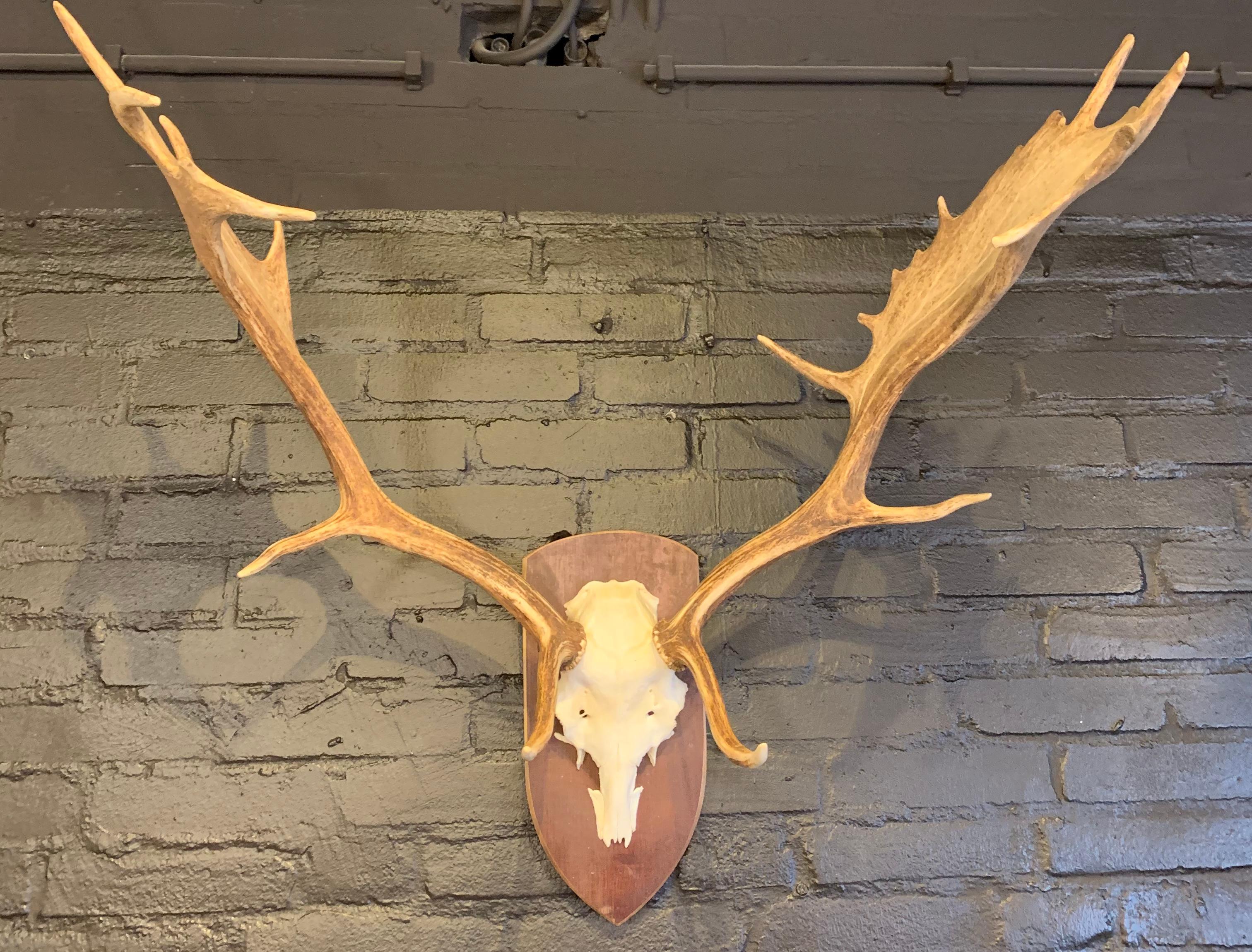 wooden deer horns