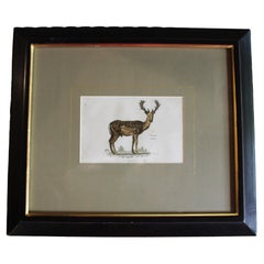 Fallow Deer Engraved Print from George Shaw's "Systematic Natural History"