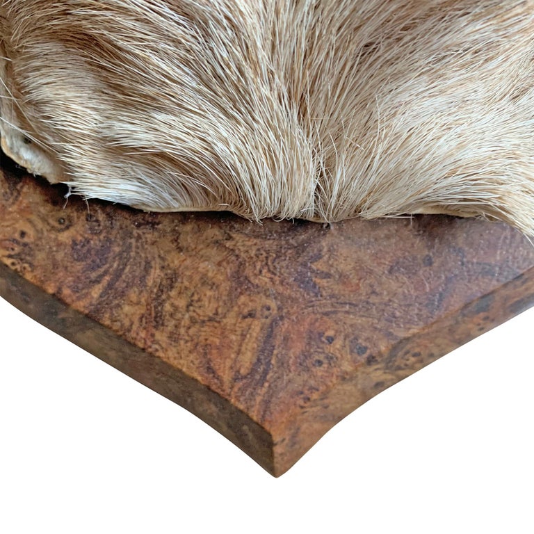 fallow-deer-trophy-mount-at-1stdibs-fallow-deer-mount