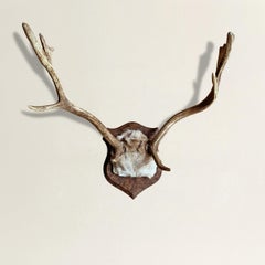 Fallow Deer Trophy Mount
