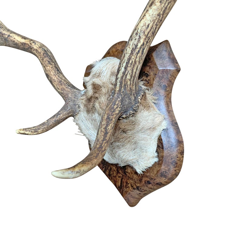 Fallow Deer Trophy Mount at 1stDibs fallow deer mount