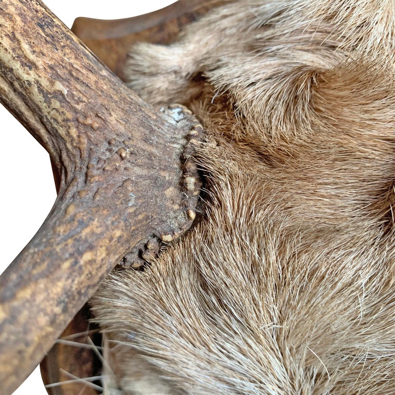fallow-deer-trophy-mount-at-1stdibs-fallow-deer-mount