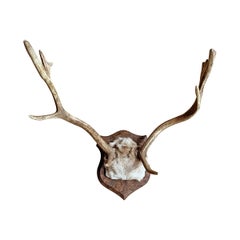 Fallow Deer Trophy Mount