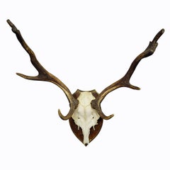 Fallow Deer Trophy Mount on Wooden Plaque ca. 1900s