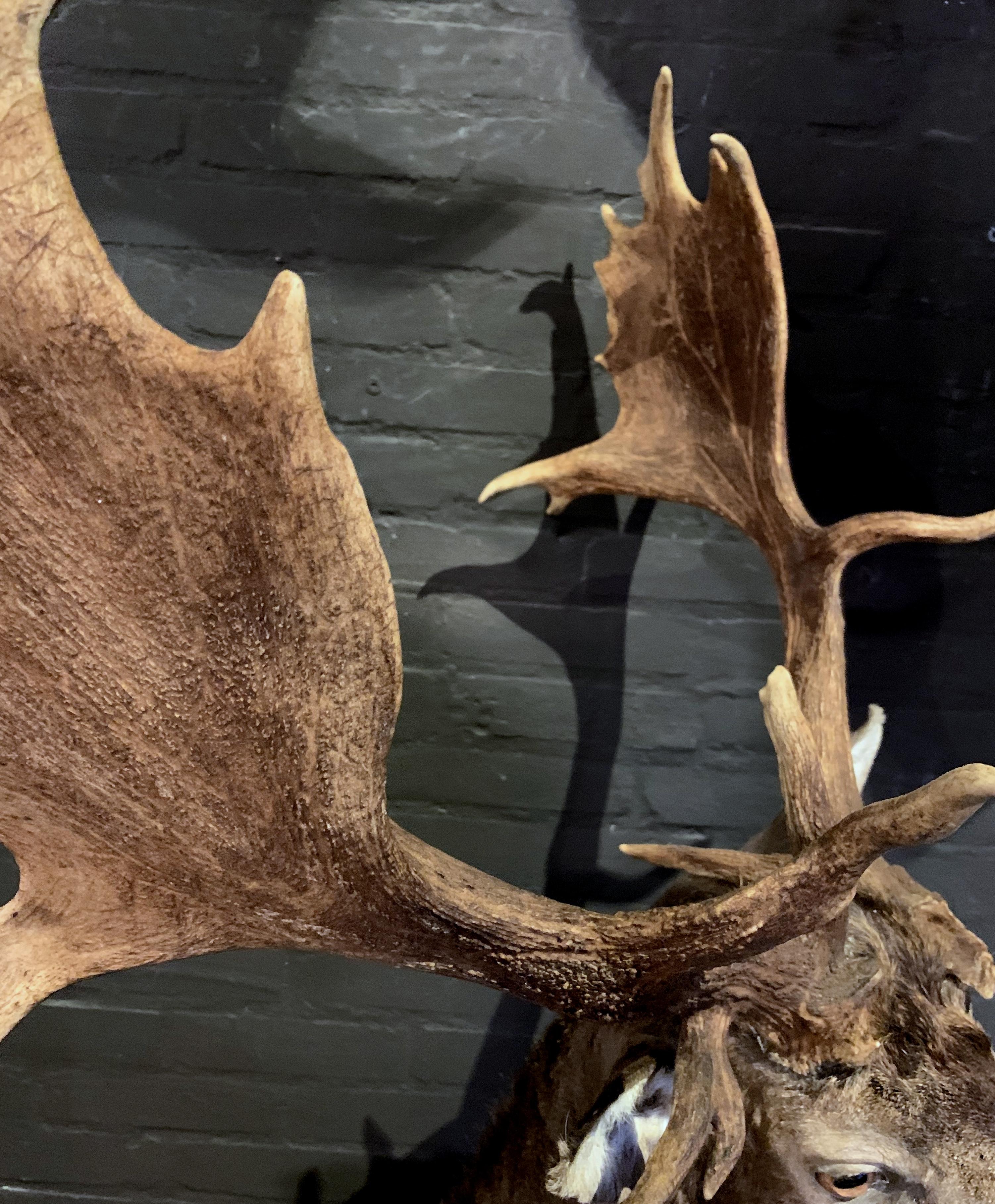 Fallow Deer with a Very Special Pair of Capital Antler 3