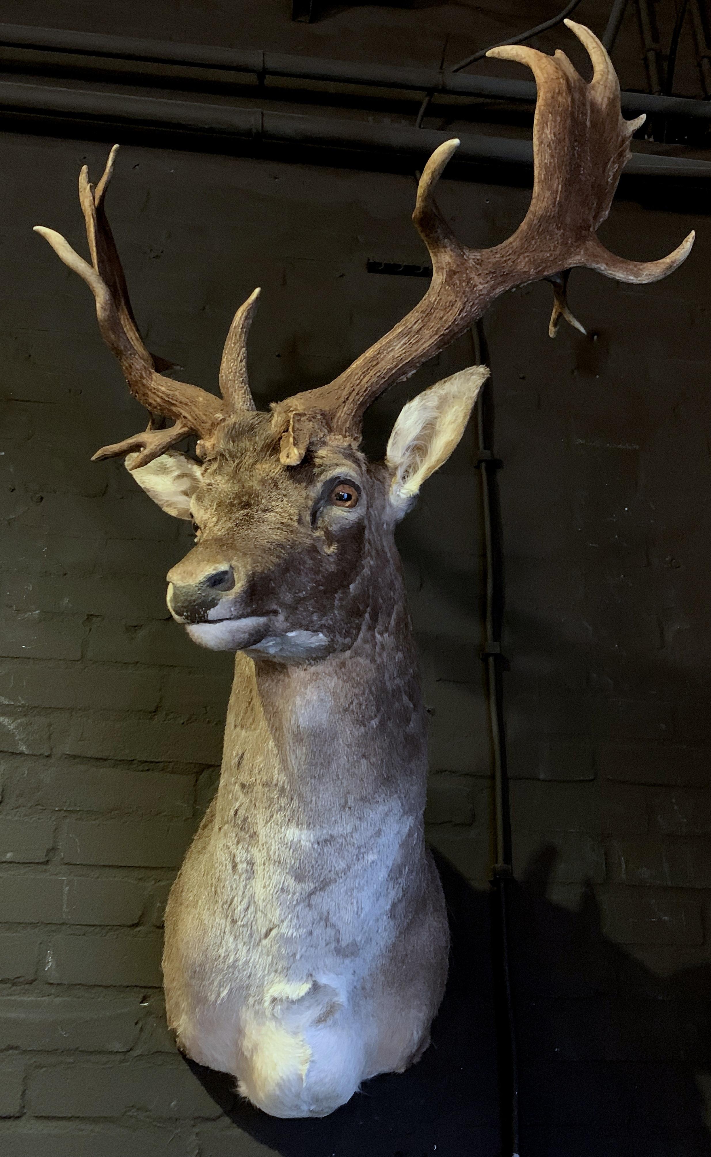 Fallow Deer with a Very Special Pair of Capital Antler 4