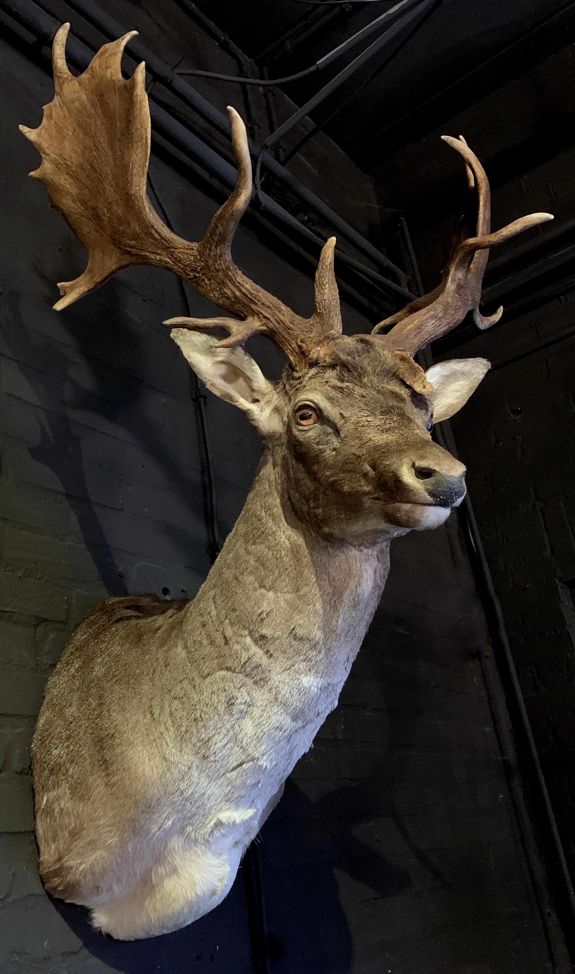 This fallow deer has an extreme capital pair of antlers. The fallow deer has recently been made and is a real collector's item.